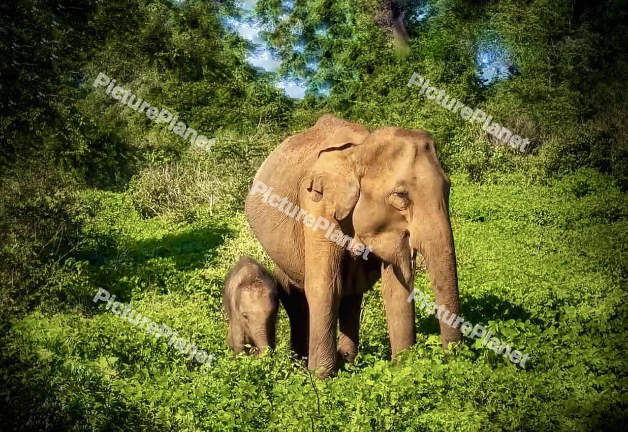Elephant with baby